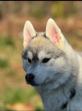 Ein sehr schöner Hündin