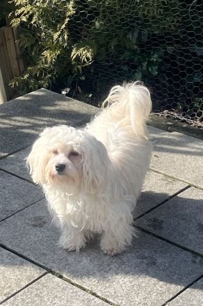 The Diamonds of Phoenix