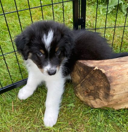 Wunderschöne Australian Shepherd Welpen aus liebevoller Familienaufzucht