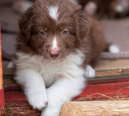 Wunderschöne Australian Shepherd Welpen aus liebevoller Familienaufzucht
