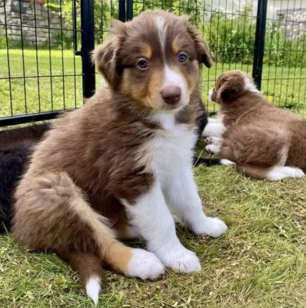 Wunderschöne Australian Shepherd Welpen aus liebevoller Familienaufzucht