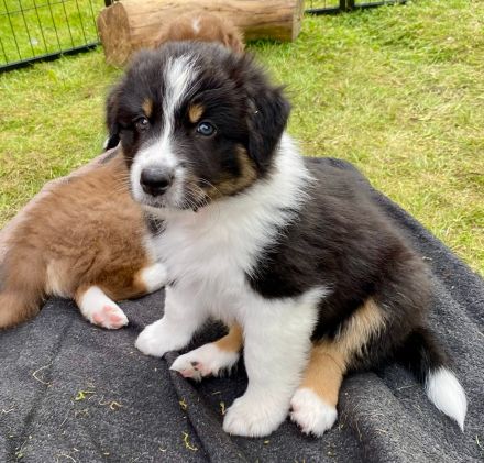 Wunderschöne Australian Shepherd Welpen aus liebevoller Familienaufzucht