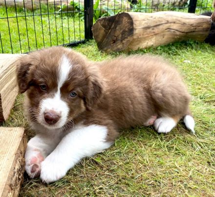 Wunderschöne Australian Shepherd Welpen aus liebevoller Familienaufzucht