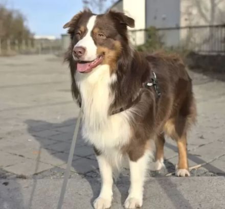 Wunderschöne Australian Shepherd Welpen aus liebevoller Familienaufzucht