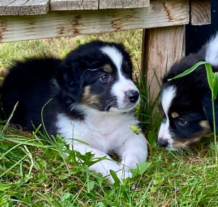 Wunderschöne Australian Shepherd Welpen aus liebevoller Familienaufzucht