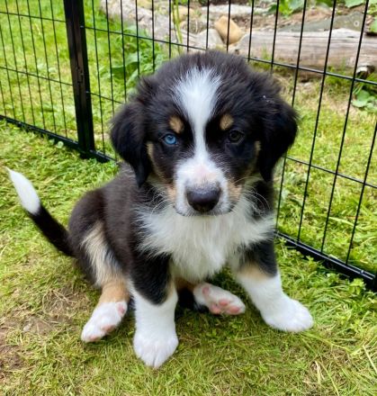 Wunderschöne Australian Shepherd Welpen aus liebevoller Familienaufzucht