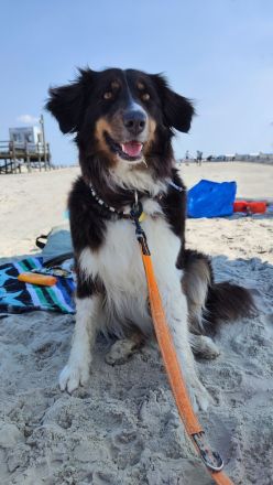 Wunderschöne Australian Shepherd Welpen aus liebevoller Familienaufzucht