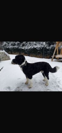 Deckrüde Portugiesischer Wasserhund