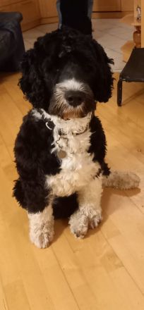 Deckrüde Portugiesischer Wasserhund