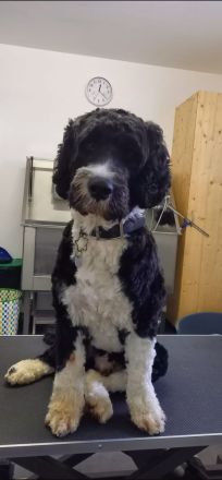 Deckrüde Portugiesischer Wasserhund