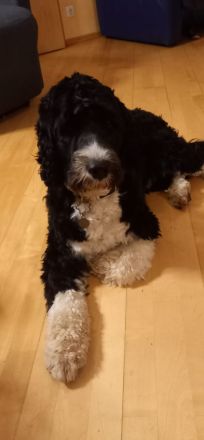 Deckrüde Portugiesischer Wasserhund