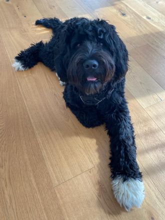 Portugiesischer Wasserhund Deckrüde