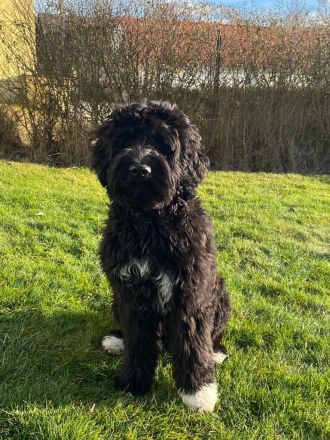 Portugiesischer Wasserhund Deckrüde