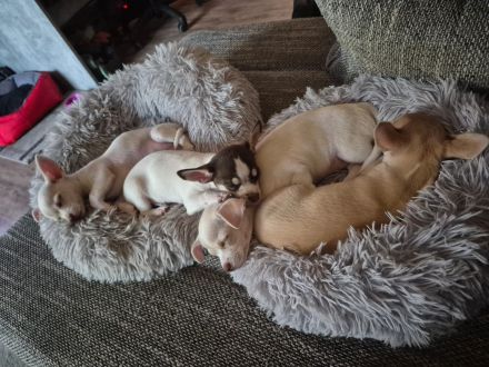 Chihuahua - Welpen