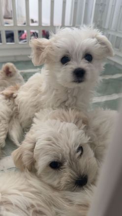 Malteser Welpen