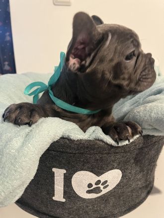 Französische Bulldogwelpen