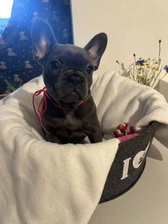 Französische Bulldogwelpen
