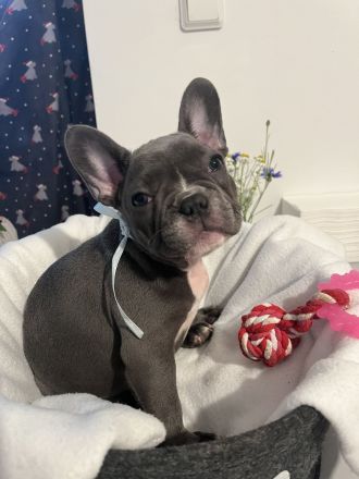 Französische Bulldogwelpen