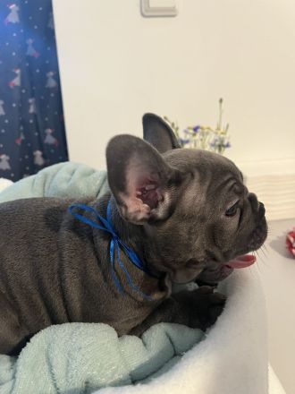 Französische Bulldogwelpen