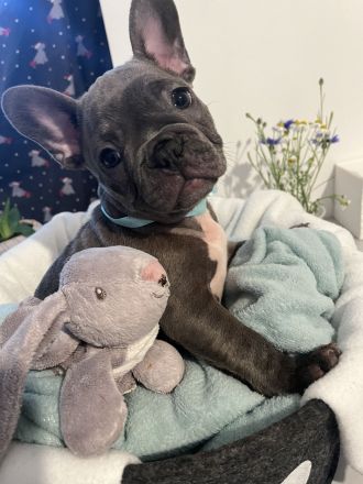 Französische Bulldogwelpen