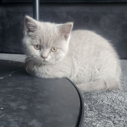 Bkh kitten fawn lilac