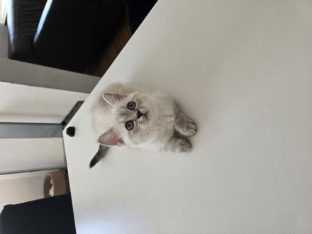 Bkh kitten fawn lilac