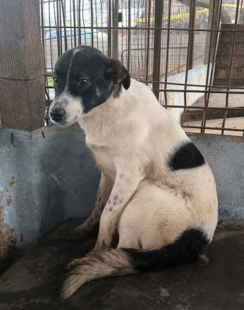 Bran, freundlicher Kerl, der ein bißchen Zeit braucht, 1 Jahr, 48 cm