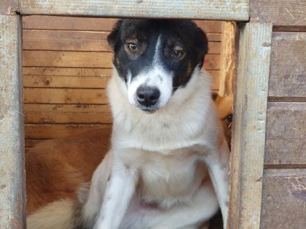 Bran, freundlicher Kerl, der ein bißchen Zeit braucht, 1 Jahr, 48 cm