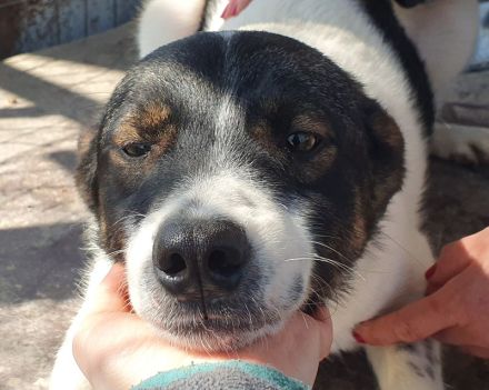 Bran, freundlicher Kerl, der ein bißchen Zeit braucht, 1 Jahr, 48 cm