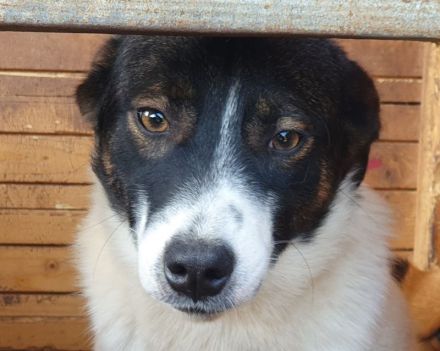 Bran, freundlicher Kerl, der ein bißchen Zeit braucht, 1 Jahr, 48 cm