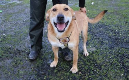 Hübscher Rüde Bernstein