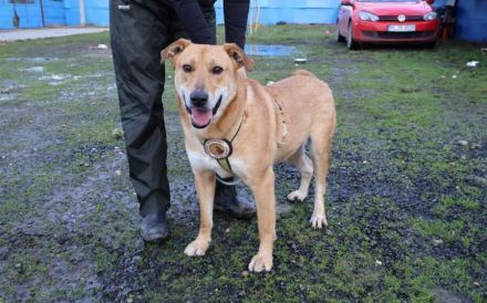 Hübscher Rüde Bernstein