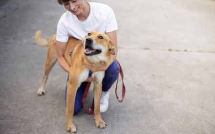 Hübscher Rüde Bernstein