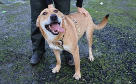 Hübscher Rüde Bernstein