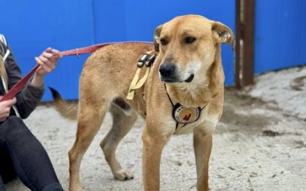 Hübscher Rüde Bernstein