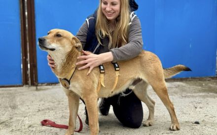 Hübscher Rüde Bernstein