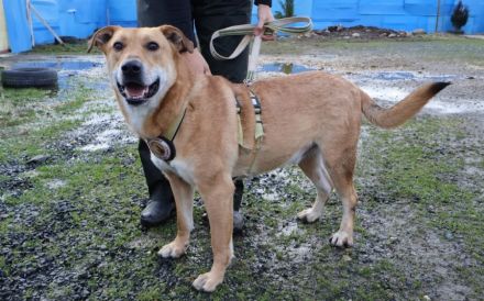 Hübscher Rüde Bernstein