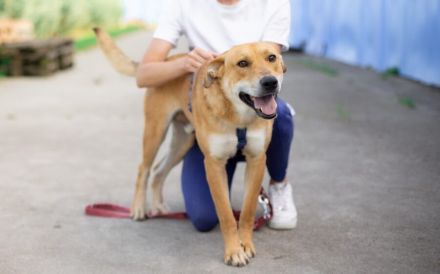 Hübscher Rüde Bernstein