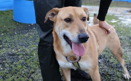 Hübscher Rüde Bernstein