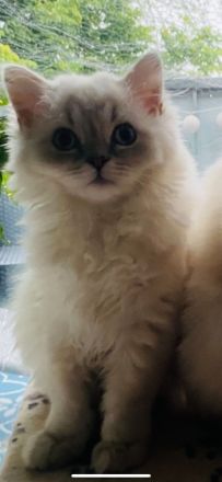 Perser mix  ( Bkh  )