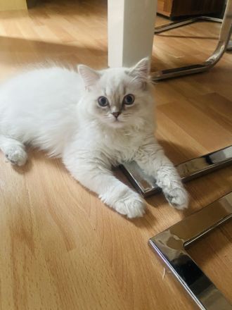 Perser mix  ( Bkh  )