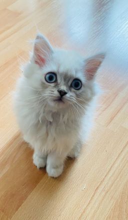 Perser mix  ( Bkh  )