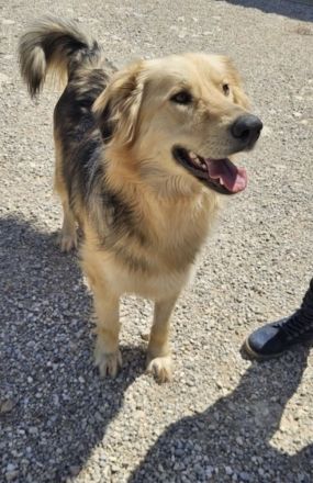 Gulliver will auf Reisen