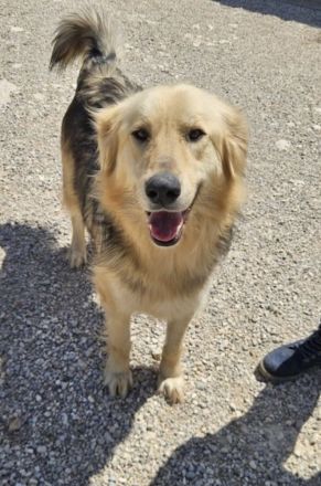 Gulliver will auf Reisen