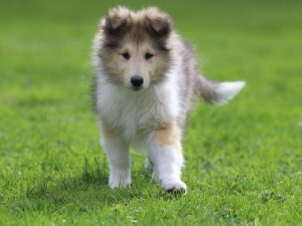 Colliewelpen Rüden in tricolour und dark sable