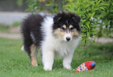 Colliewelpen Rüden in tricolour und dark sable