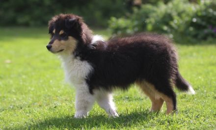 Colliewelpen Rüden in tricolour und dark sable