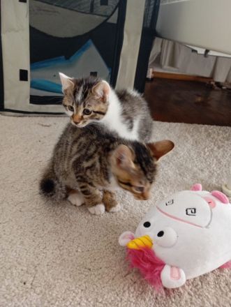 Süsse Bengale mix Kätzchen