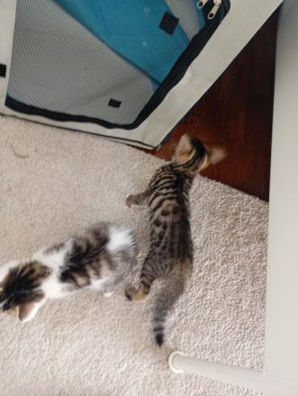 Süsse Bengale mix Kätzchen