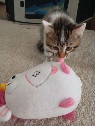 Süsse Bengale mix Kätzchen